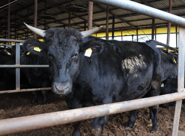 橋本畜産のこだわり　9割以上“常陸牛”に認定