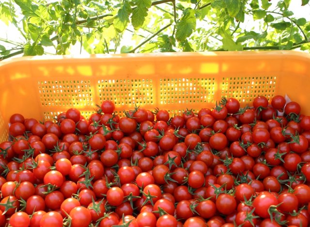 ドロップファームのトマト