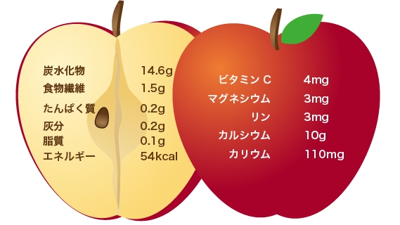 りんご栄養分イラスト