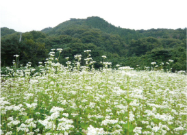 常陸秋そば 旬のうまいもの特集 茨城をたべよう 食と農のポータルサイト