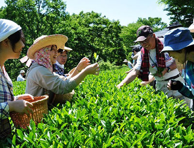 「茨城の栗」、「茨城三大銘茶」奨励賞受賞・いばらきイメージアップ大賞2017　茨城三大銘茶