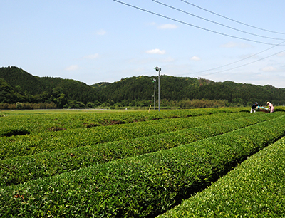 「茨城の栗」、「茨城三大銘茶」奨励賞受賞・いばらきイメージアップ大賞2017　茨城三大銘茶