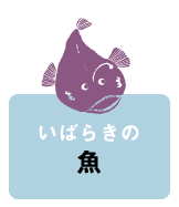 いばらきの魚