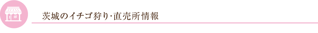 茨城のイチゴ狩り・直売所情報