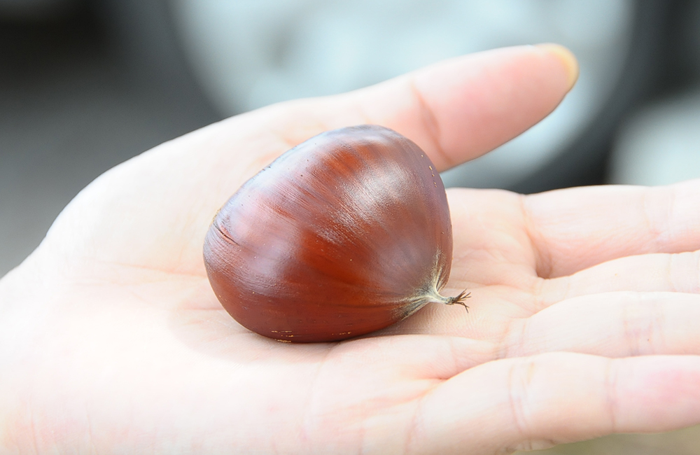 栗の見分け方