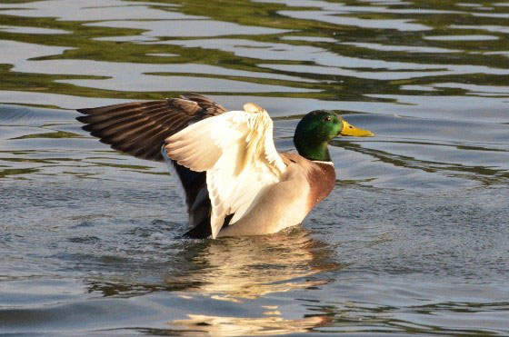 ブランド化の経緯