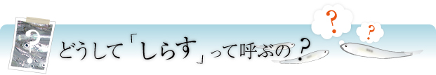 どうしてしらすって呼ぶの？