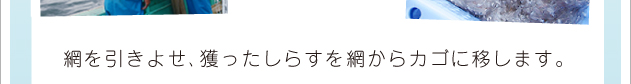 網を引き寄せ、獲ったしらすを網からカゴに移します。