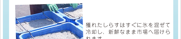 獲れたしらすはすぐに氷を混ぜて冷却し、新鮮なまま市場へ届けられます