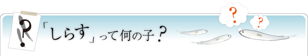 しらすって何の子?