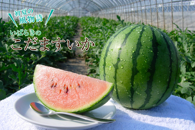 初夏の風物詩こだますいか