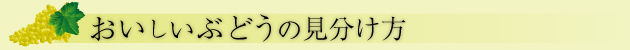 おいしいぶどうの見分け方