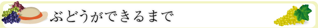 ぶどうができるまで