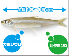 わかさぎの特徴