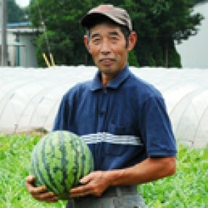 大玉すいかを作って45年の大ベテラン