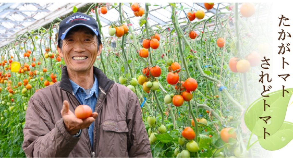 安全･安心･信頼を得るトマトを作る！ 伊藤健