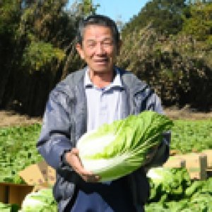 生産量日本一！八千代町の白菜部会長