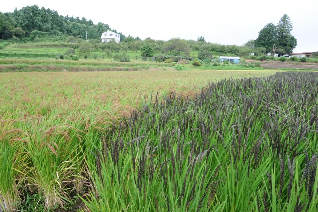 原料の古代米の圃場