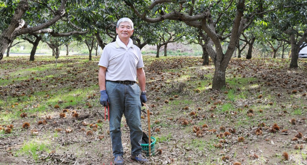 下飯沼栗組合　田口さん