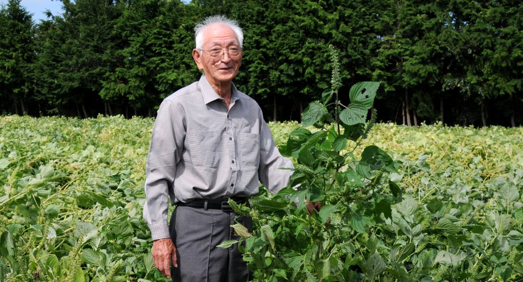 岩崎荏胡麻生産組合 組合長 小泉 義文