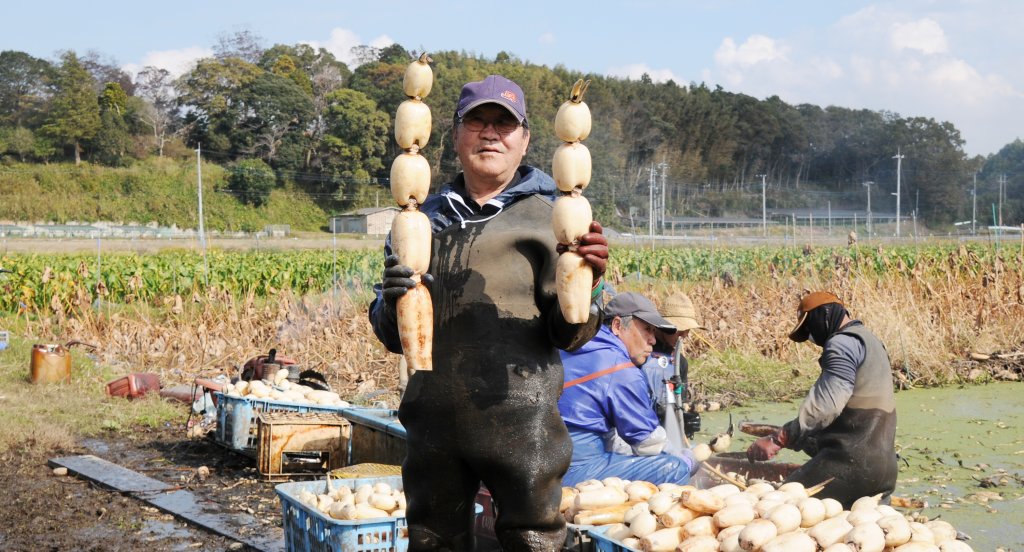 JA水郷つくば 蓮根部会霞ヶ浦支部 部会長 江後田 実