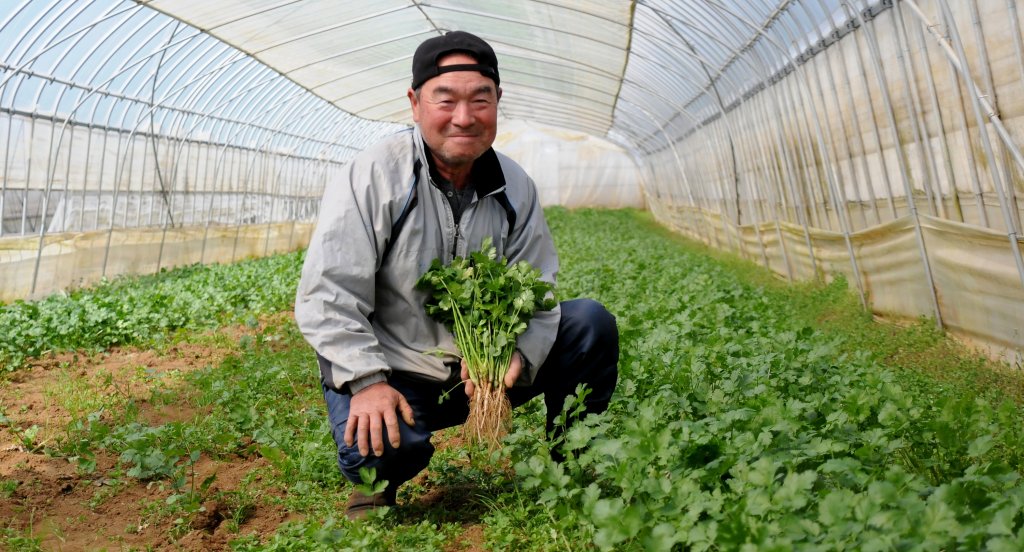 JAなめがたしおさい葉物部会香菜部 塙　一雄