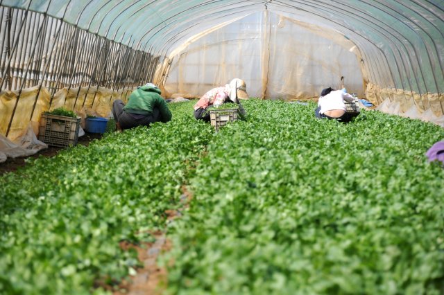 研修生が手作業で除草を行っています。