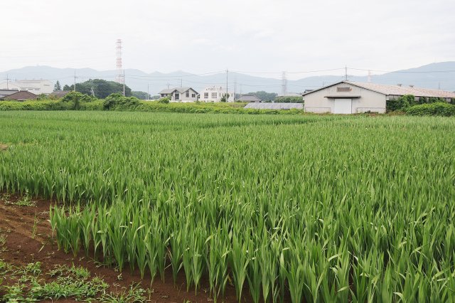 グラジオラスの圃場