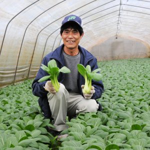 JAなめがたしおさい なめがた地域センター ちんげん菜部会連絡会