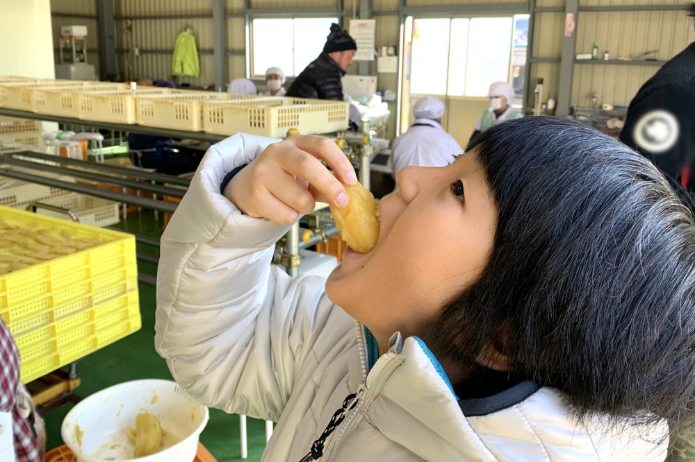 蒸しあがったばかりのカット前の芋を試食した湊くん。 「果物のようにあんまい！(甘い)」との感想。