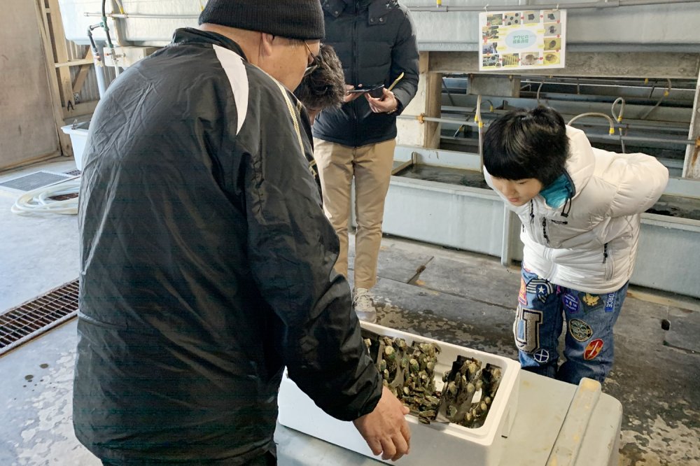 エサは季節によって変わるが、ワカメやアラメを与えている。アワビはワカメが好きで食いつきがいいという。