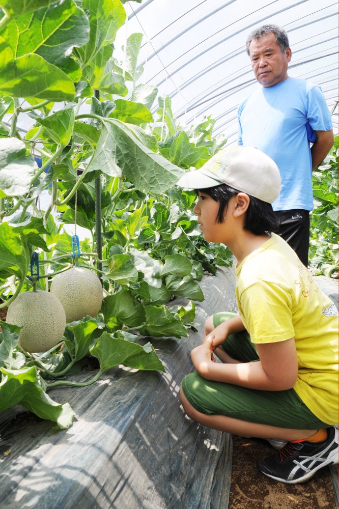 「あと23日後に収穫できる」と北山さん。メロンの花に受粉させてから約55日後に収穫できるのだそうです。