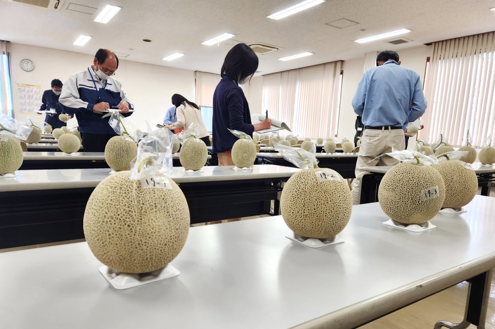 一次審査会場に集まったメロン