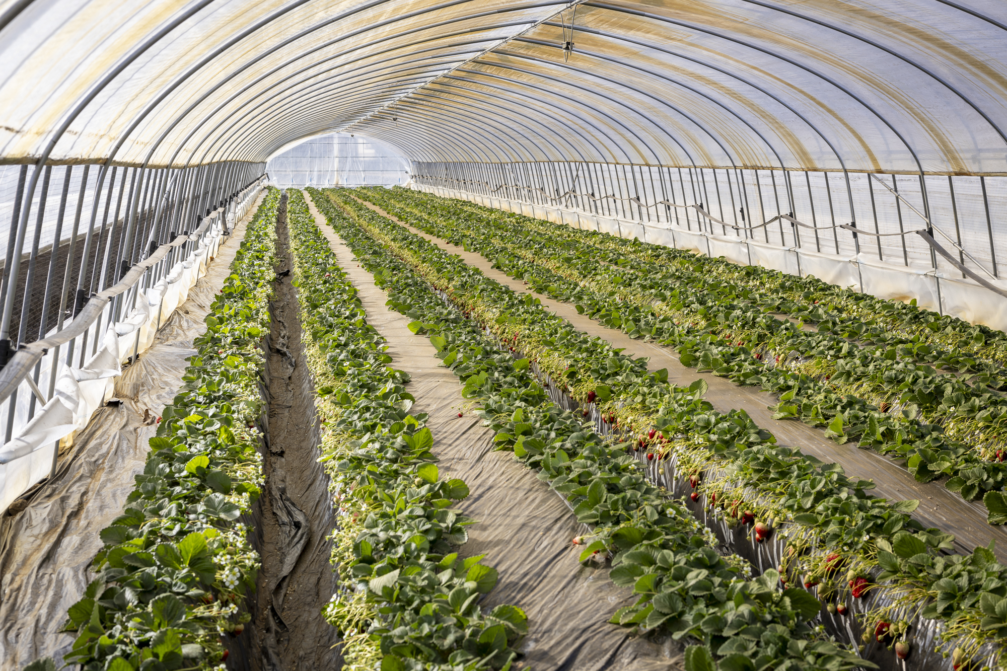 第13回でいばらキッスの部大賞を受賞した田村いちご園の圃場