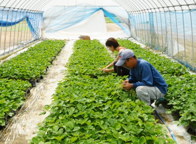 茨城県いちご経営研究会生産者の様子