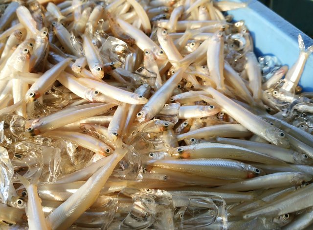 霞ヶ浦北浦のワカサギ