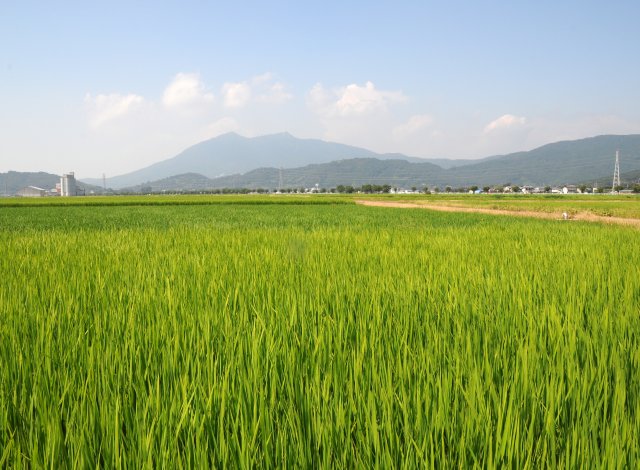 田園風景　つくば市