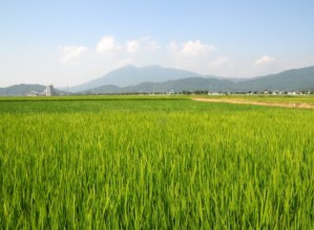 茨城の夏の田んぼ