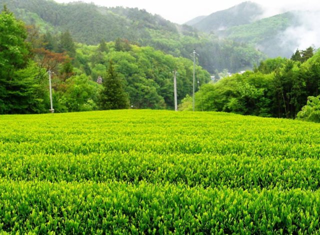 かねた園　茶園