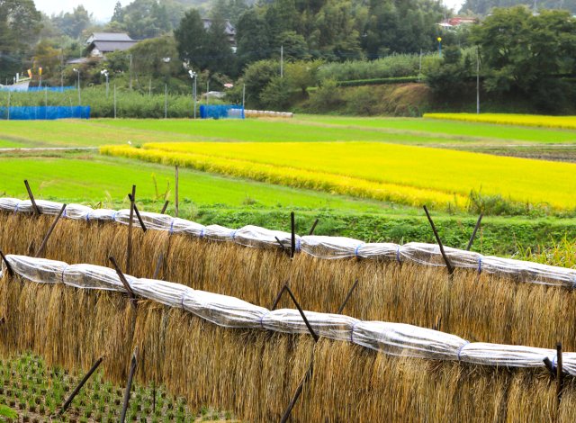 米生産風景　おだがけ