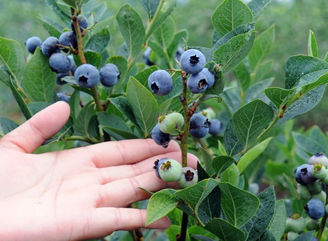 茨城のブルーベリーの木