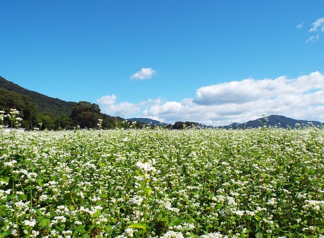 イワセアグリセンターのそば畑風景