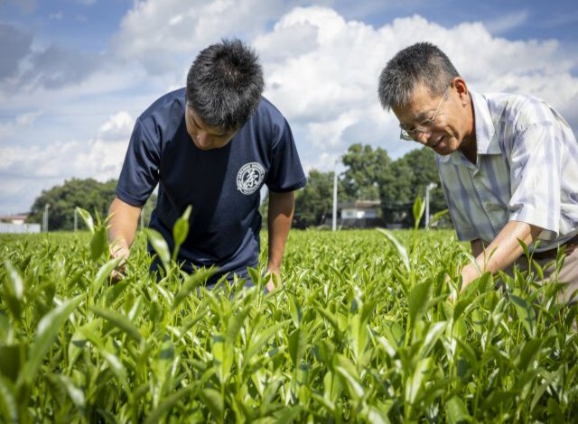 飯山製茶