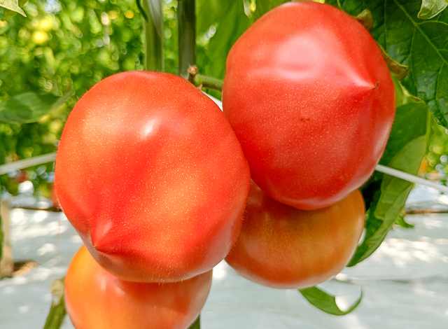 レディーファースト