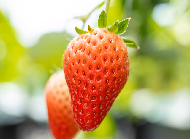 いちごイメージ