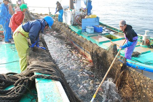 茨城の海を彩る赤い高級魚「タイ」