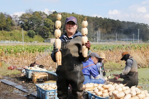 JA水郷つくば 蓮根部会霞ヶ浦支部 部会長