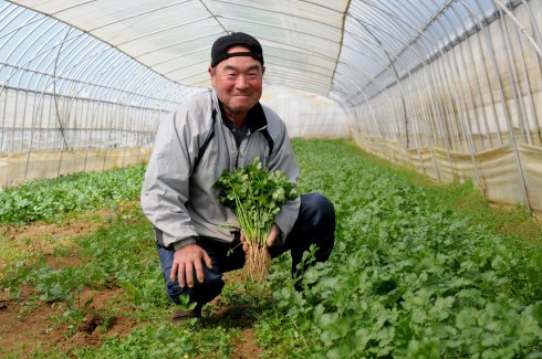 JAなめがたしおさい葉物部会香菜部　塙　一雄さん（行方市）