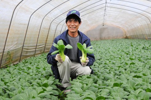 JAなめがたしおさい なめがた地域センター ちんげん菜部会連絡会