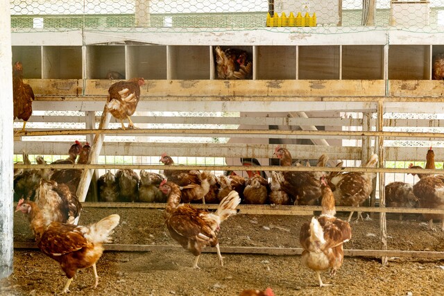 鶏が止まり木から巣箱へ簡単に行き来できる設計